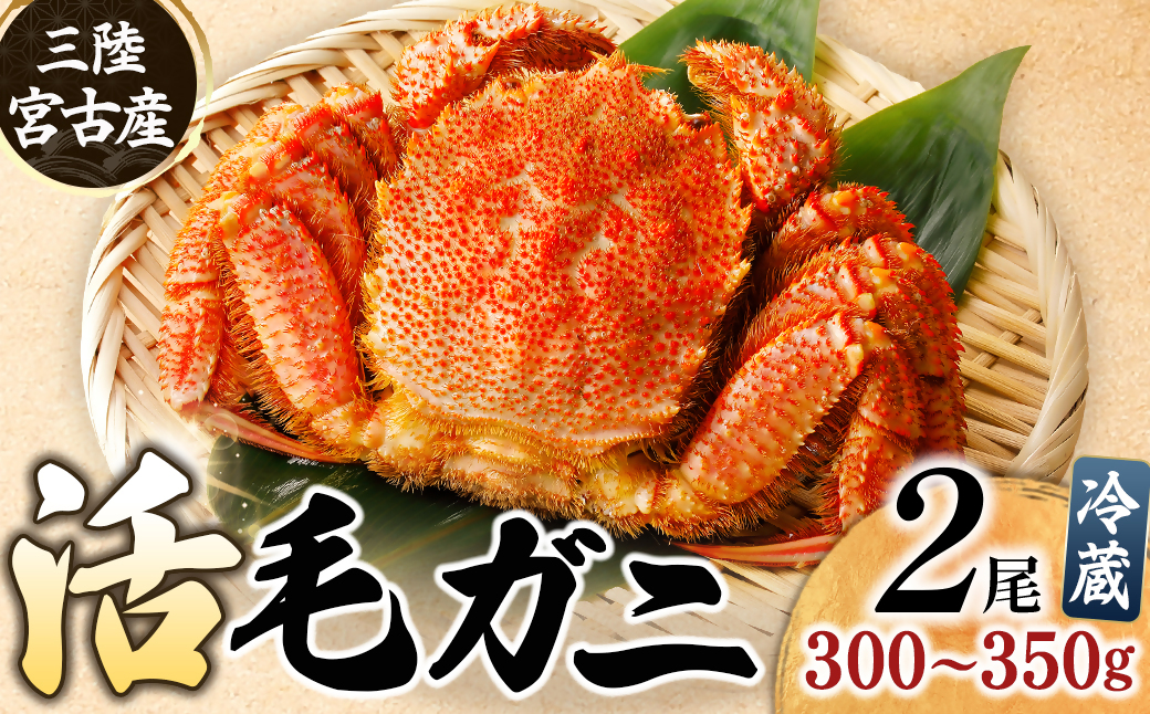 三陸宮古産　活毛ガニ　300g〜350g×2杯【配送不可地域：離島・沖縄県・九州】【1711353】
