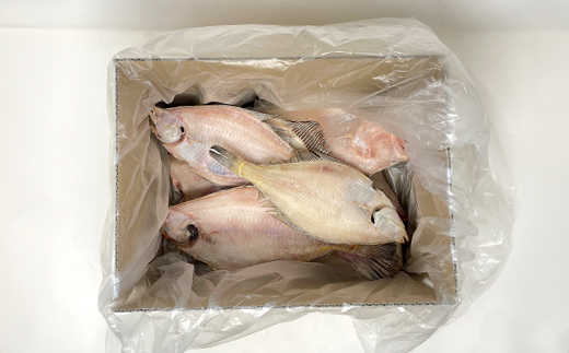 なんじゃもんじゃ訳あり未利用魚かれい　2kgセット【配送不可地域：離島】【1521673】