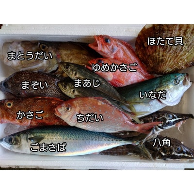 三陸宮古の活き活き鮮魚詰合せ【配送不可地域：離島・沖縄県・九州】【1349436】