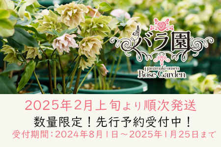 【先行予約】花巻温泉バラ園で育ったクリスマスローズ苗　<2025年2月上旬より順次発送>【1616】