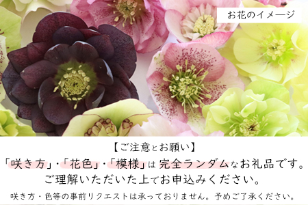 【先行予約】花巻温泉バラ園で育ったクリスマスローズ苗　<2025年2月上旬より順次発送>【1616】