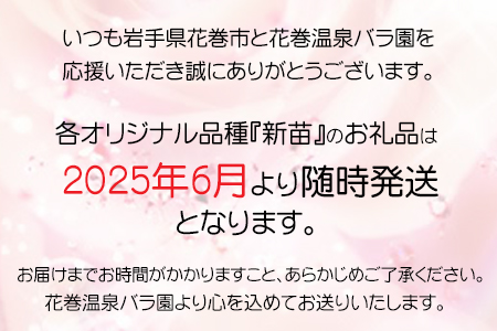 花巻温泉バラ園9種類目のオリジナル品種！先行予約受付中! 【935】