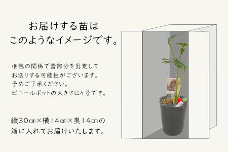 【先行予約】花巻温泉バラ園で育ったクリスマスローズ苗　<2025年2月上旬より順次発送>【1616】