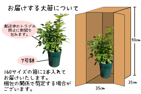 花巻温泉バラ園で育った「バラ大苗」7号サイズ おまかせ2本セット 【2001】