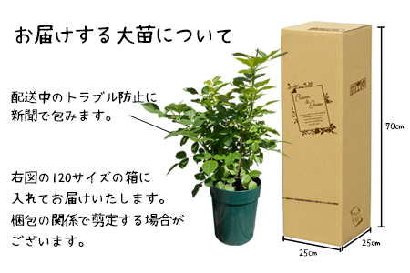 花巻温泉バラ園 オリジナル品種「ハートローズ95」大苗<2025年3月より随時発送> 【2049】