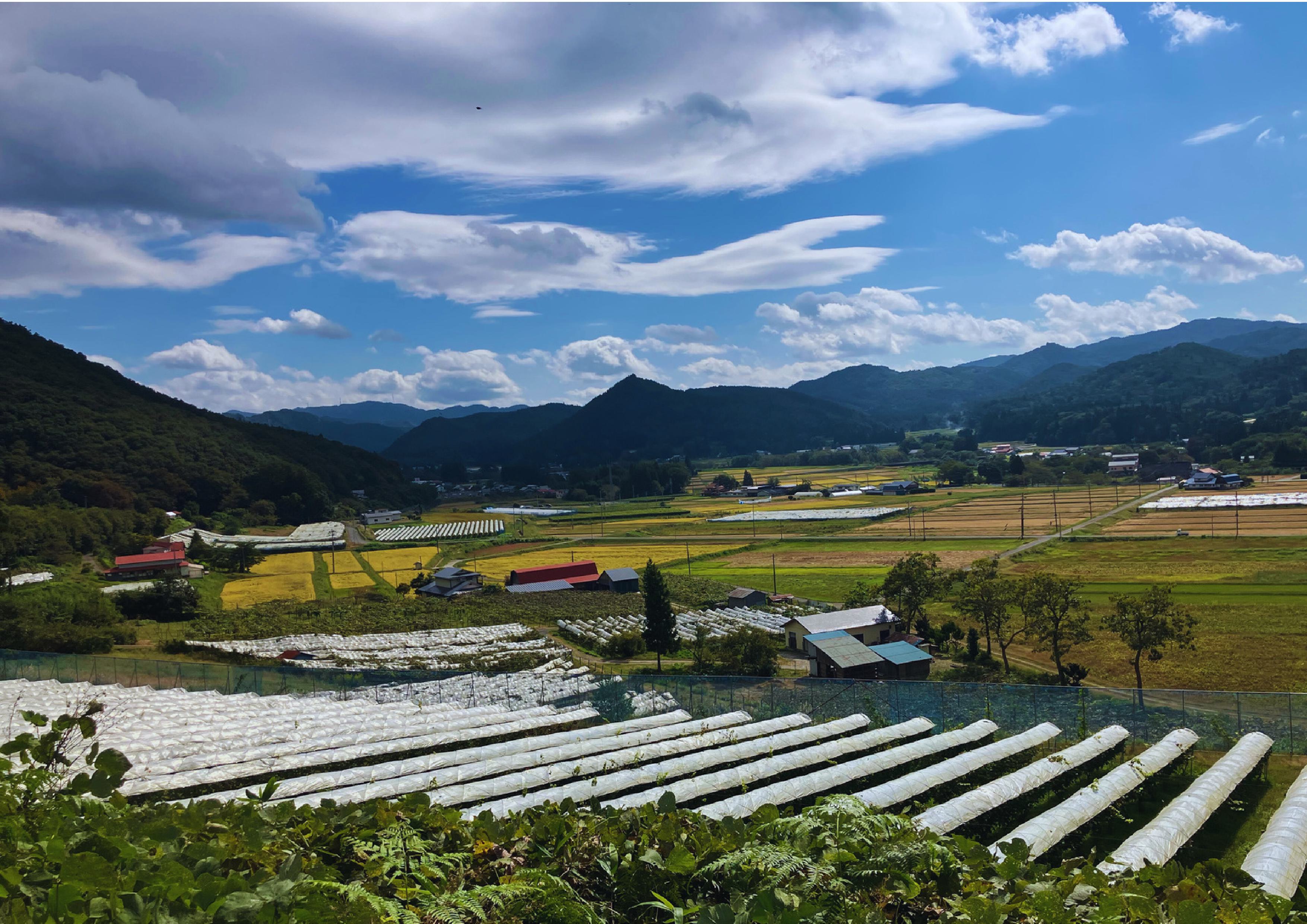 「早池峰の恵み」モリタワイン ダム貯蔵ワイン ピノ・ノワール2017　720ml×1本 【2103】