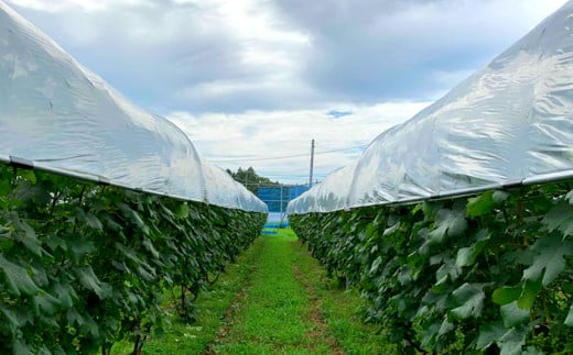 高橋葡萄園 白ワイン 2本セット ファーストヴィンテージ2015 リースリング・リオン フロイデ 【2127】
