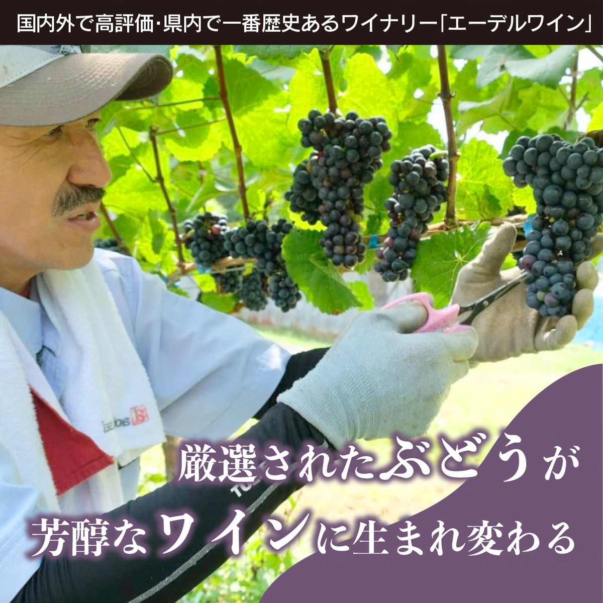 エーデルワイン ハーフサイズ勢揃い  アソート8本セット 360ml×8本 赤 白 ロゼ 【2157】