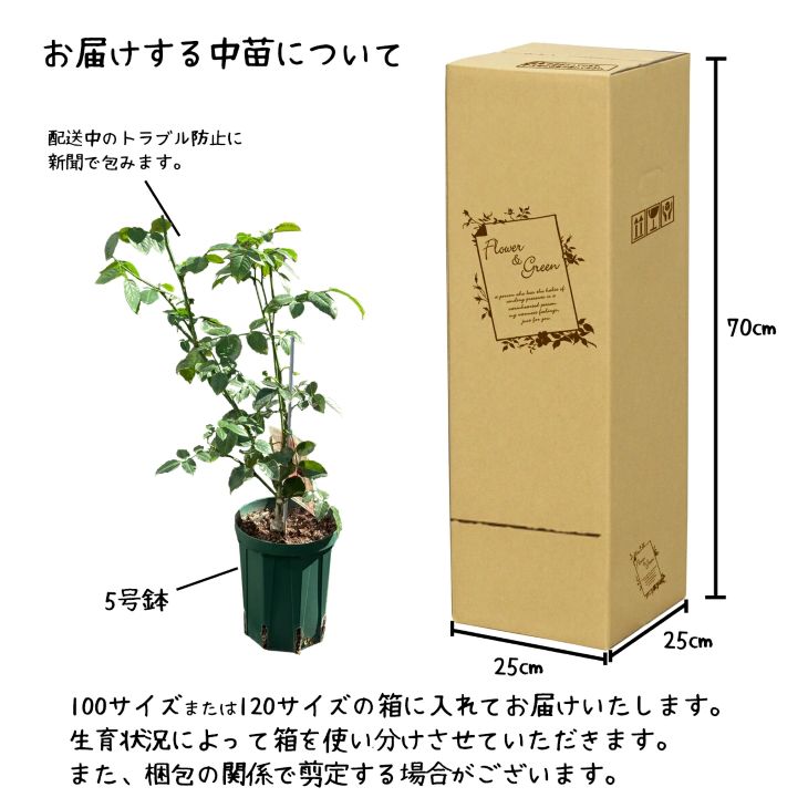 <色で選べる♪>花巻温泉バラ園で育った「バラ中苗」5号サイズ -白-<2026年3月より発送> 【1859】