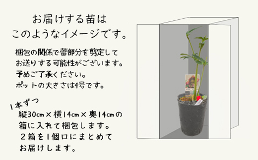 è±å·»æž©æ³ãã©åã§è²ã£ãã¯ãªã¹ãã¹ããŒãºèã<2026幎2æäžæ¬ããé æ¬¡çºé> ã1616ã