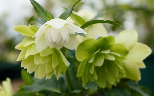 è±å·»æž©æ³ãã©åã§è²ã£ãã¯ãªã¹ãã¹ããŒãºèã<2026幎2æäžæ¬ããé æ¬¡çºé> ã1616ã