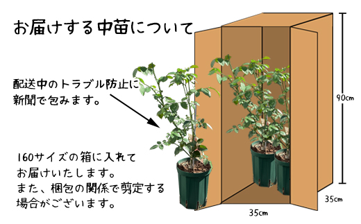 ã3æ¬ã»ãããè±å·»æž©æ³ãã©åã§è²ã£ããã©äžè 5å·ãµã€ãº ã2328ã