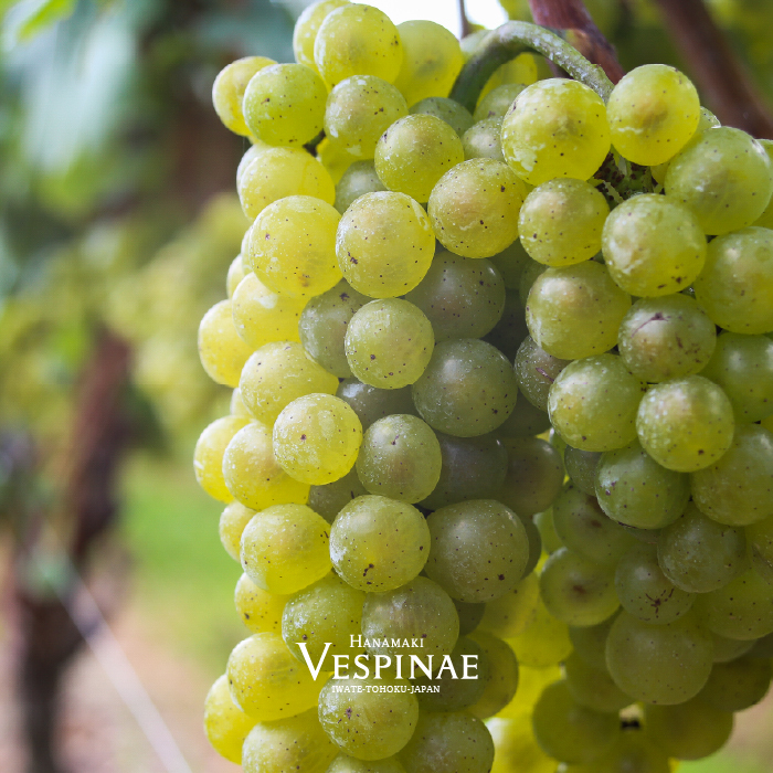 Vespinaeシ医吶せ繝斐リ繧ィシ峨Μ繝シ繧ケ繝ェ繝ウ繧ー繝ェ繧ェ繝ウ 2024 逋ス繝ッ繧、繝ウ 750mlテ1譛ャ 縲2165縲