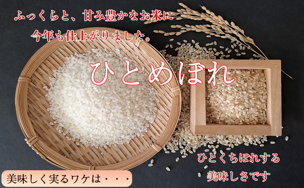 減農薬栽培 ひとめぼれ玄米10kg 【2425】