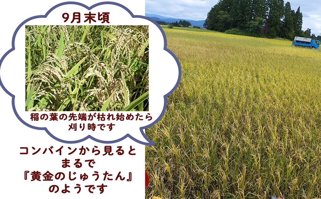 シ應サ、蜥8蟷エ逕」莠育エ蜿嶺サ假シ樣橿豐ウ縺ョ縺励★縺丞宍驕ク繝励Ξ繝溘い繝 邇邀ウ5kg 縲2232縲