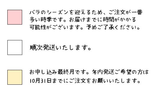 花巻温泉バラ園で育った「バラ大苗」7号サイズ -白-　【1662】