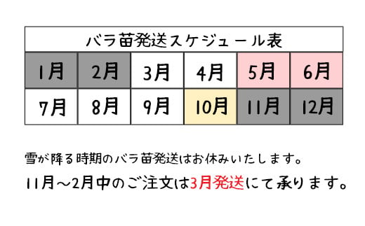 花巻温泉バラ園で育った「バラ大苗」7号サイズ -白-　【1662】