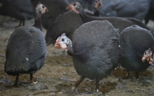 ほろほろ鳥　フランクセット（フランク＆手羽燻製、ささみ燻製） 【1745】