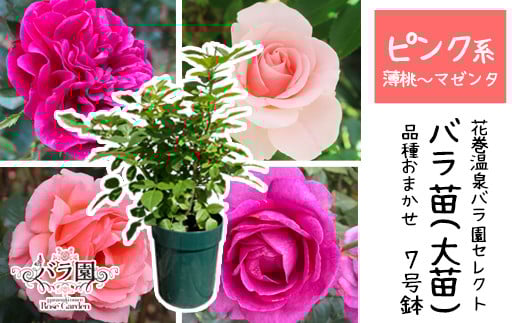 <色が選べる♪>花巻温泉バラ園で育った「バラ大苗」7号サイズ -ピンク- 【1660】