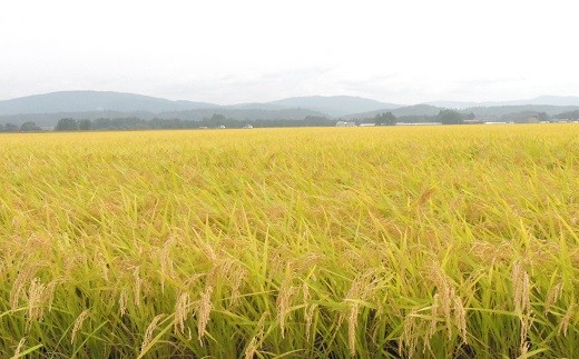 《予約受付》【3ヶ月定期便】岩手花巻産ひとめぼれ「健土健米」１０㎏ 【308】