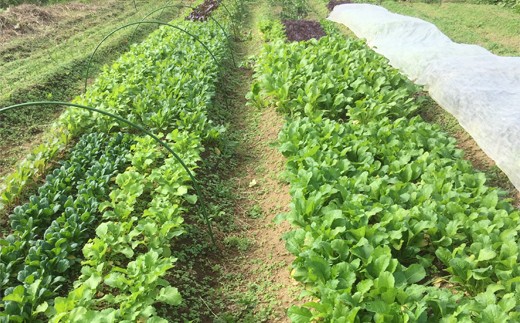 ひばり農園の無農薬ワクワク野菜セット《6月より発送開始》 【289】