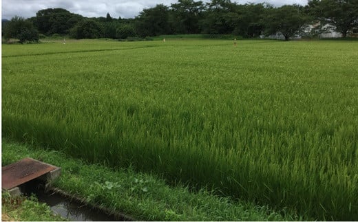 å°é
ãã¡ã³å¿
èŠïŒé
äžå³è¡éïŒããããïŒç¹å¥çŽç±³é
ã720mlÃ2æ¬ã»ãã ã664ã