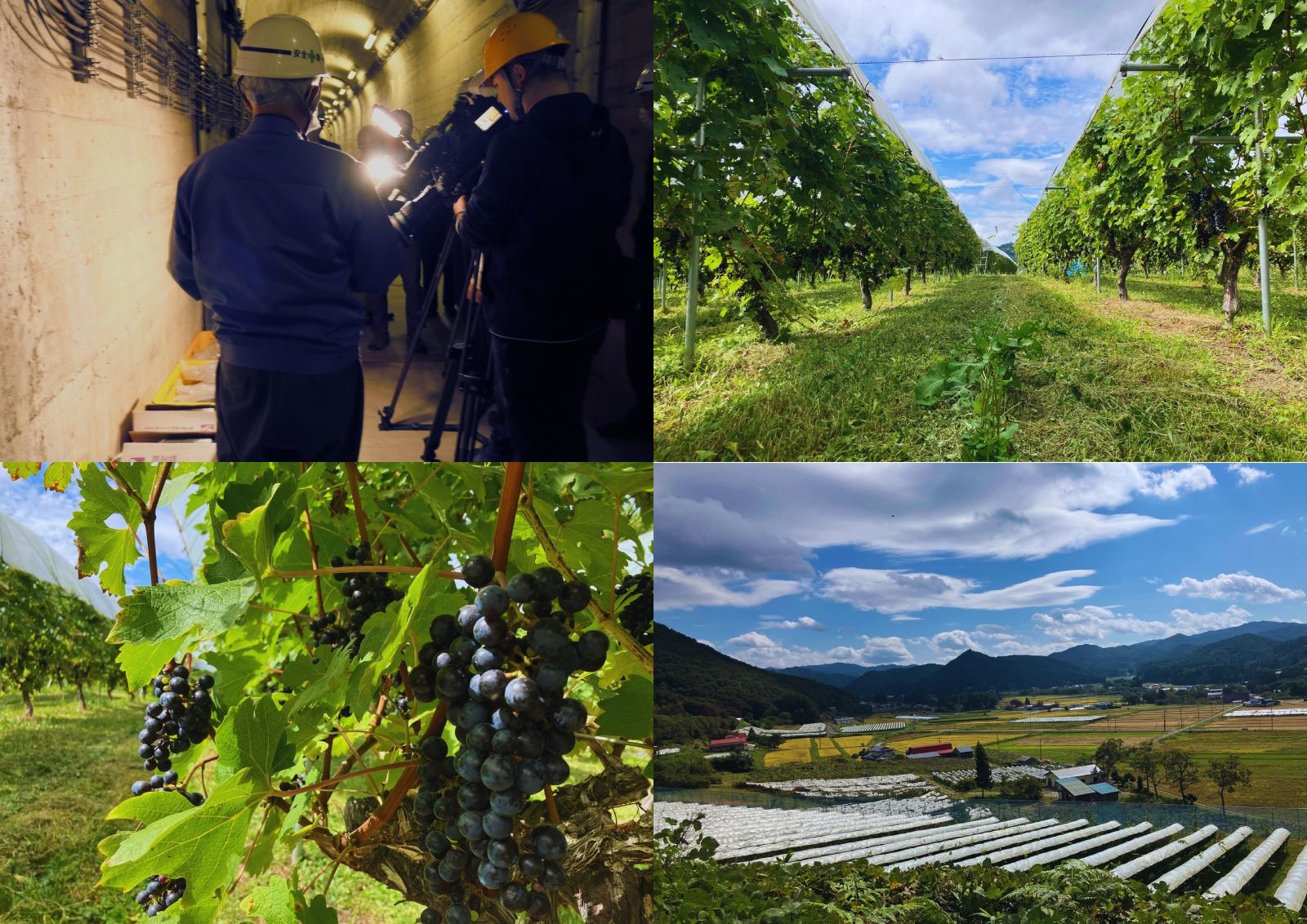 ãæ©æ± å³°ã®æµã¿ãã¢ãªã¿ã¯ã€ã³ ãªãŒã¹ãªã³ã°2020 ãã 貯èµã¯ã€ã³ èŸå£ã750mlÃ1æ¬ ã2107ã