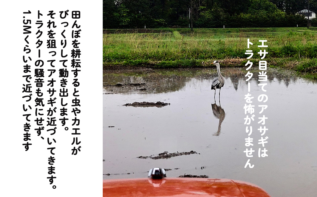 シ應サ、蜥8蟷エ逕」莠育エ蜿嶺サ假シ樣橿豐ウ縺ョ縺励★縺 蜴ウ驕ク繝励Ξ繝溘い繝縲邇邀ウ10kg 縲2233縲