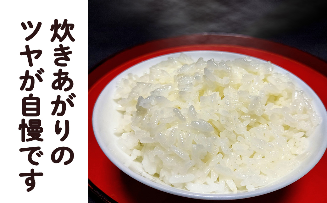 シ應サ、蜥8蟷エ逕」莠育エ蜿嶺サ假シ樣橿豐ウ縺ョ縺励★縺 蜴ウ驕ク繝励Ξ繝溘い繝縲邇邀ウ10kg 縲2233縲
