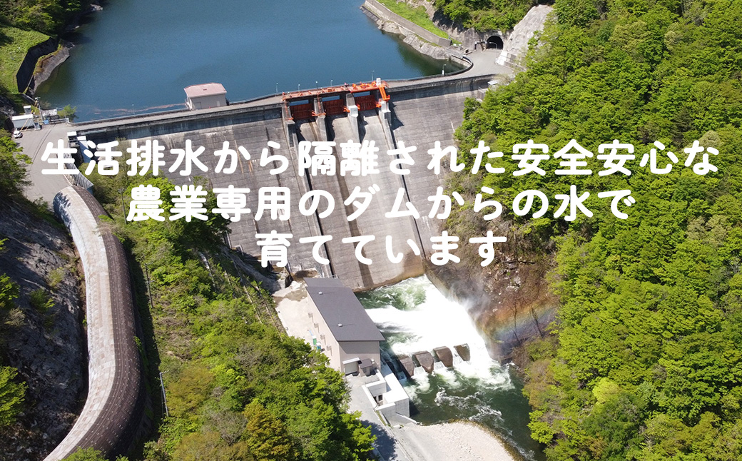 シ應サ、蜥8蟷エ逕」莠育エ蜿嶺サ假シ樣橿豐ウ縺ョ縺励★縺 蜴ウ驕ク繝励Ξ繝溘い繝縲邇邀ウ10kg 縲2233縲