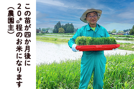 シ應サ、蜥8蟷エ逕」莠育エ蜿嶺サ假シ樣橿豐ウ縺ョ縺励★縺 蜴ウ驕ク繝励Ξ繝溘い繝縲邇邀ウ10kg 縲2233縲
