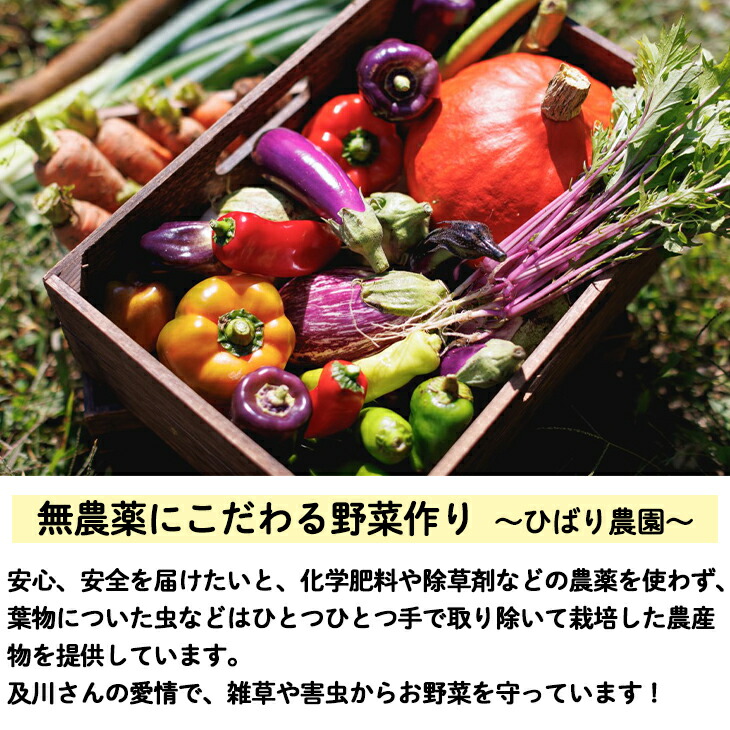 ひばり農園の無農薬ワクワク野菜セット《6月より発送開始》 【289】