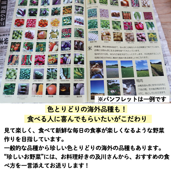 ひばり農園の無農薬ワクワク野菜セット《6月より発送開始》 【289】