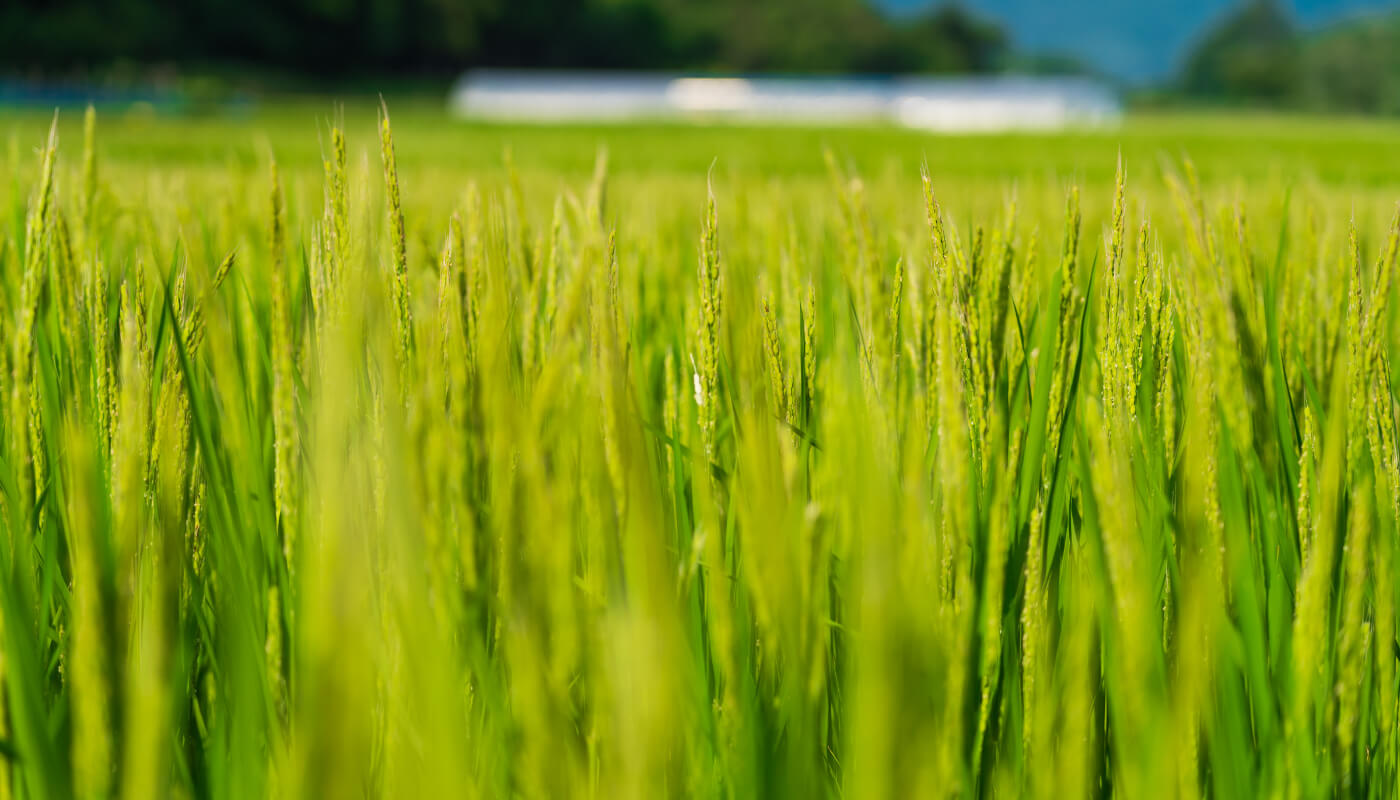 ã æ°ç±³ å
è¡äºçŽ ã 什å7å¹Žç£ ãµãµãã·ã çœç±³ 粟米 1.5kg åå
çž ç¡è¥æ ç¡èŸ²è¬ ãç±³ ç±³ ãæ œå¹æéäžèŸ²è¬äžäœ¿çšã