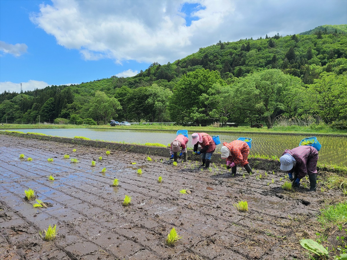 ã æ°ç±³ å
è¡äºçŽ ã 什å7å¹Žç£ ãµãµãã·ã çœç±³ 粟米 1.5kg åå
çž ç¡è¥æ ç¡èŸ²è¬ ãç±³ ç±³ ãæ œå¹æéäžèŸ²è¬äžäœ¿çšã