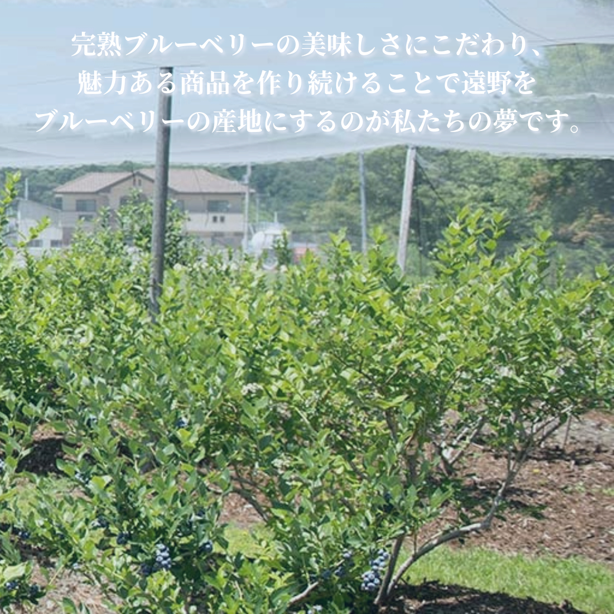 冷凍 ブルーベリー ちょっと小さめ Mサイズ 2kg （500gパック4個入り） 門前おくでらブルーベリー園 岩手県 遠野市 産 お取り寄せ 産地直送 2025年産 冷凍ブルーベリー