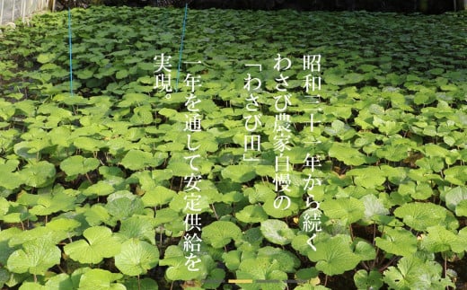 【生産者直送】根わさび 真妻 200g (3～4 本)   と たっそべ漬け（粕漬）のセット 山葵用おろし金付【葵食品】 生産者直送 生 新鮮 岩手県 遠野市 特産 /刺身 お肉 ステーキ 薬味 わさび丼 わさび漬