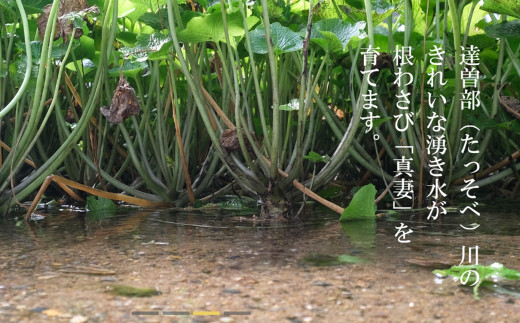 【生産者直送】根わさび 真妻 200g (3～4 本)   と たっそべ漬け（粕漬）のセット 山葵用おろし金付【葵食品】 生産者直送 生 新鮮 岩手県 遠野市 特産 /刺身 お肉 ステーキ 薬味 わさび丼 わさび漬