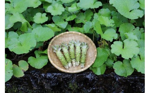【生産者直送】宮守特産わさびのたっそべ漬け （ 粕漬 ） 3個 セット 【 葵食品 】