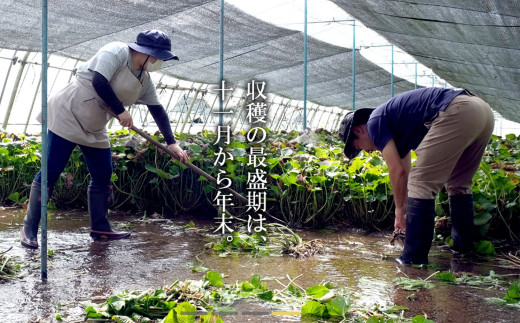 æ ¹ããã³ ç劻 200g (3ïœ4 æ¬) å±±èµçšãããéä»ãèµé£åã çç£è
çŽé ç æ°é®® 岩æç é éåž ç¹ç£ /åºèº« ãè ã¹ããŒã è¬å³ ããã³äžŒ