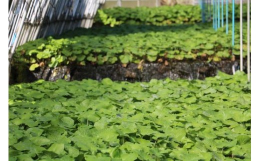 【生産者直送】根わさび 真妻 200g (3～4 本)   と たっそべ漬け（粕漬）のセット 山葵用おろし金付【葵食品】 生産者直送 生 新鮮 岩手県 遠野市 特産 /刺身 お肉 ステーキ 薬味 わさび丼 わさび漬