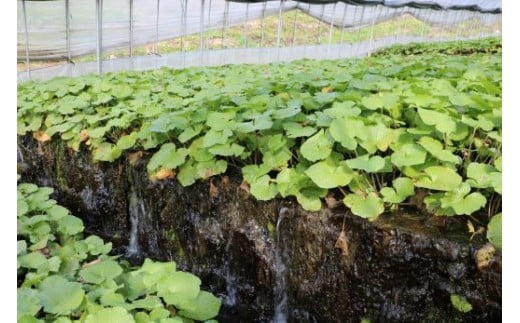 【生産者直送】根わさび 真妻 200g (3～4 本)   と たっそべ漬け（粕漬）のセット 山葵用おろし金付【葵食品】 生産者直送 生 新鮮 岩手県 遠野市 特産 /刺身 お肉 ステーキ 薬味 わさび丼 わさび漬