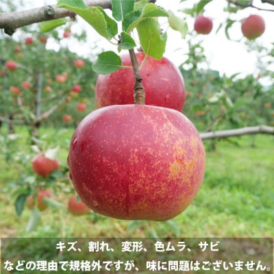 èš³ãã ããã 3kg 岩æç é éåžç£ æŸéœå åçš®ããŸãã æš¹äžå®ç ãã«ãŒã å®¶åºçšã1548135ã