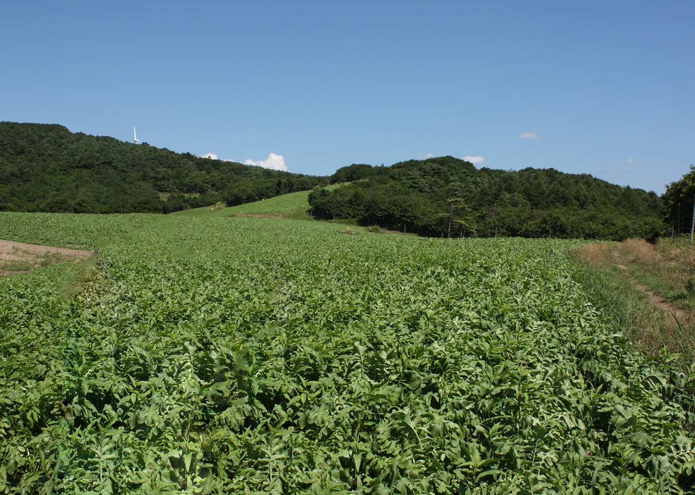 干し大根（ 切り干し ） 40g×10袋 / 千切り 煮物 炒め物 漬物 サラダ 岩手県 遠野産 青首大根 高原大根 道の駅遠野風の丘  菊池農産
