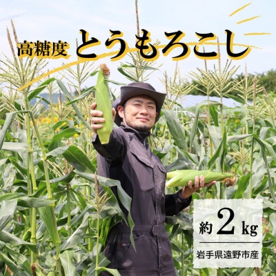 【先行予約】菊池一真の とうもろこし ゴールドラッシュ 約2kg 【2026年7月下旬〜発送】【配送不可地域：離島】【1579762】
