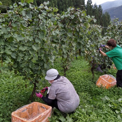 繝ッ繧、繝ウ 繝。繝ォ繝ュ 襍、 霎帛哨 750mlテ1譛ャ 縲2022驕驥弱Ρ繧、繝ウ縲代1743135縲