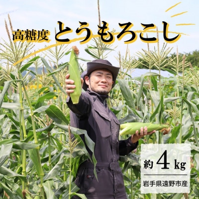 【先行予約】菊池一真の とうもろこし ゴールドラッシュ 約4kg 【2026年7月下旬〜発送】【配送不可地域：離島】【1579764】