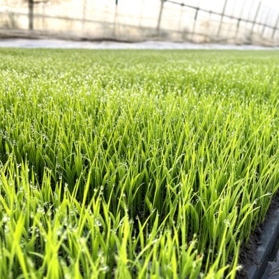 【毎月定期便】ササニシキ 白米 精米 10kg 岩手遠野市 勘六縁「たけのこ舎」全6回【4088046】