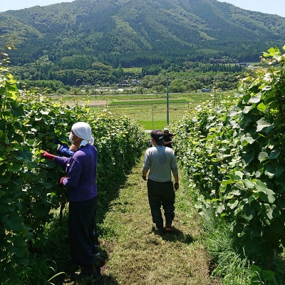 繝ッ繧、繝ウ 繝。繝ォ繝ュ 襍、 霎帛哨 750mlテ1譛ャ 縲2022驕驥弱Ρ繧、繝ウ縲代1743135縲