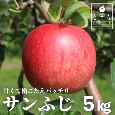 りんご サンふじ 5kg 令和8年 産 松陽園 岩手県 遠野市 2026年12月上旬発送予定【配送不可地域：離島】【1367339】